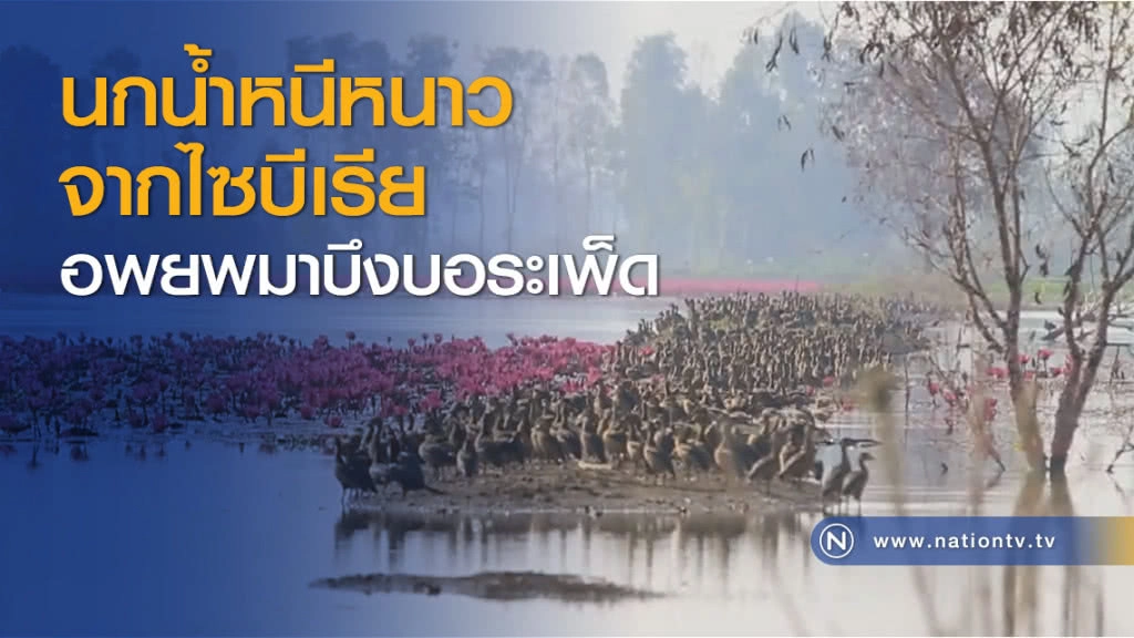 นกน้ำหนีหนาวจากไซบีเรียอพยพมาบึงบอระเพ็ด