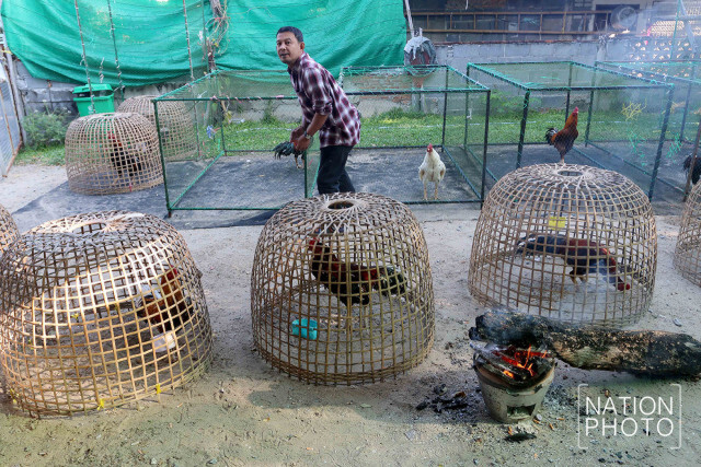 ฟาร์มเลี้ยงไก่ชนกทม. รับมืออากาศหนาว