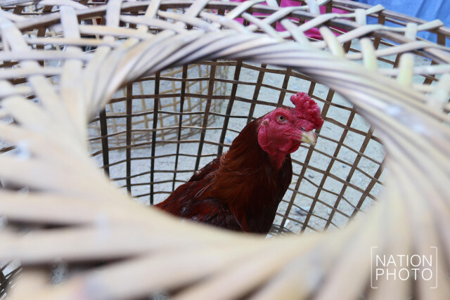 ฟาร์มเลี้ยงไก่ชนกทม. รับมืออากาศหนาว