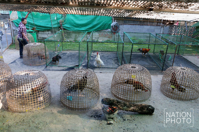ฟาร์มเลี้ยงไก่ชนกทม. รับมืออากาศหนาว