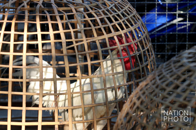 ฟาร์มเลี้ยงไก่ชนกทม. รับมืออากาศหนาว