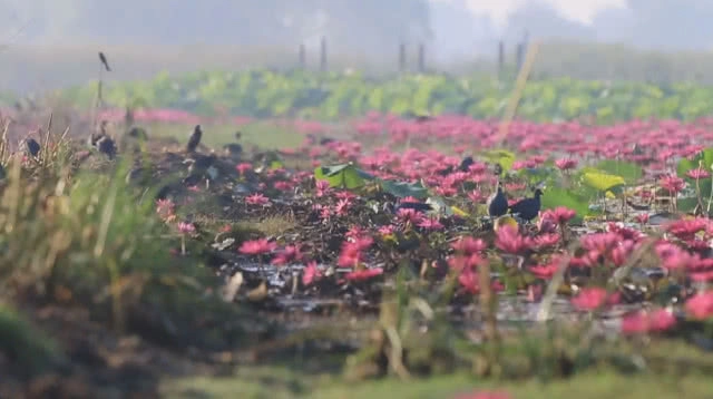 นกน้ำหนีหนาวจากไซบีเรียอพยพมาบึงบอระเพ็ด