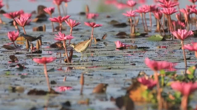 นกน้ำหนีหนาวจากไซบีเรียอพยพมาบึงบอระเพ็ด