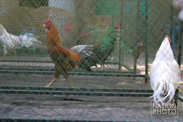 ฟาร์มเลี้ยงไก่ชนกทม. รับมืออากาศหนาว