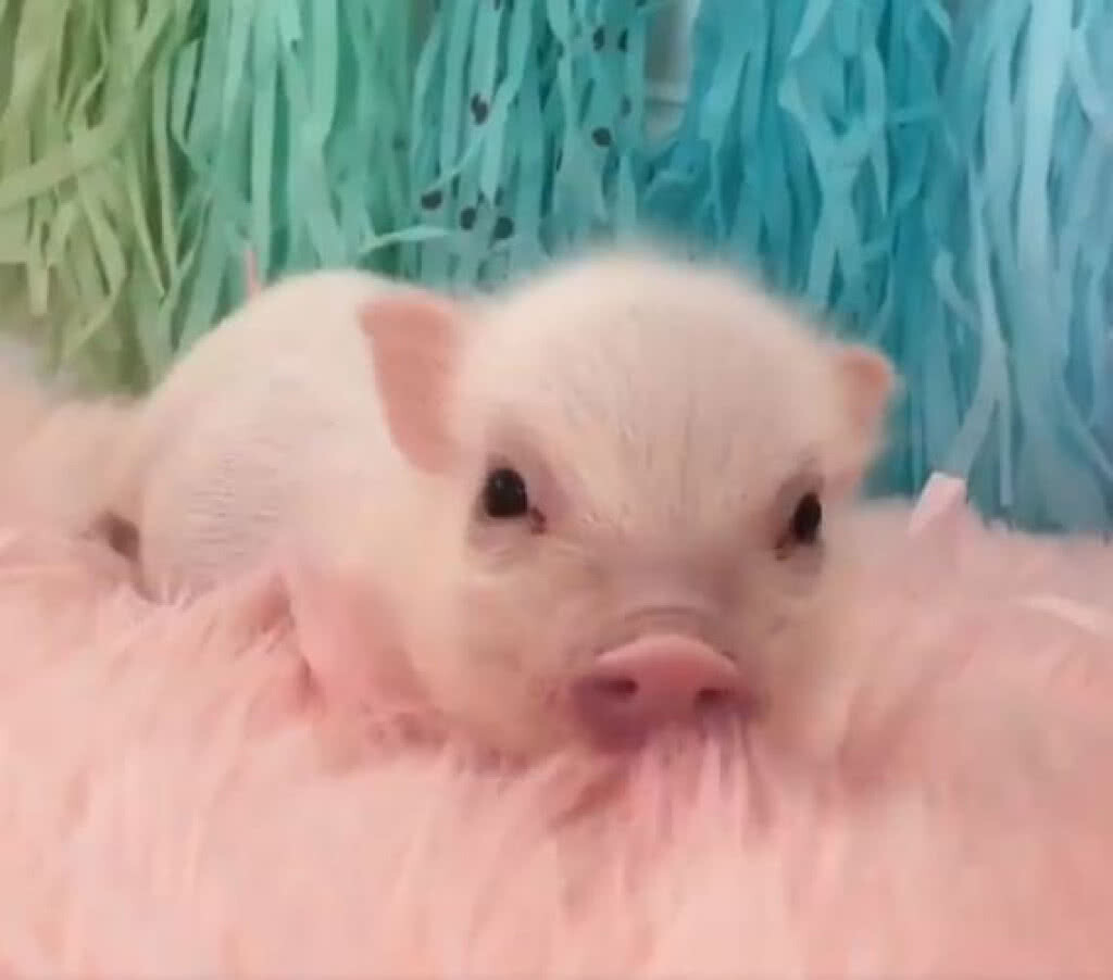 หมูน้อยสีชมพู