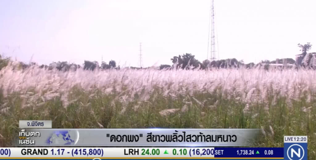 "ดอกพง" ออกดอกขาว ท้าลมหนาวที่พิจิตร "ดอกพง" ออกดอกขาว ท้าลมหนาวที่พิจิตร