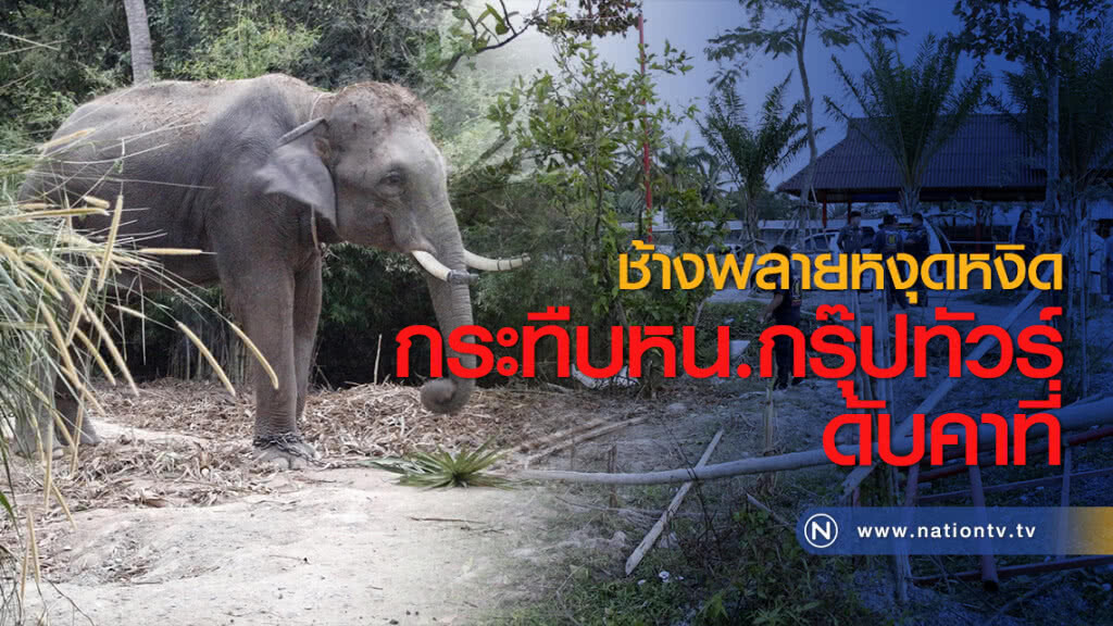 ช้างพลายหงุดหงิดกระทืบหัวหน้ากรุ๊ปทัวร์ดับคาที่ ช้างพลายหงุดหงิดกระทืบหัวหน้ากรุ๊ปทัวร์ดับคาที่