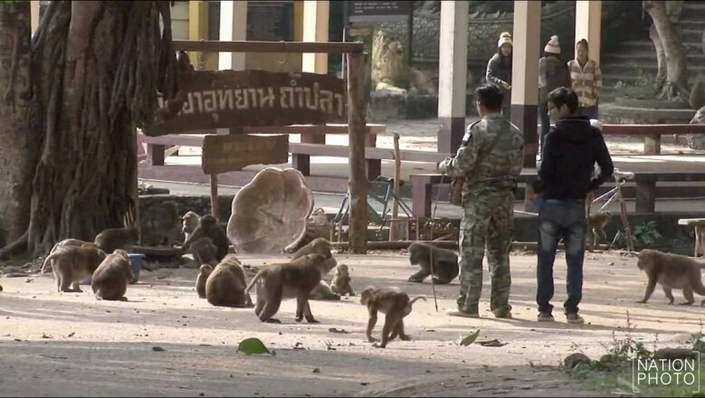 หนาวจัด! "ลิง - จระเข้" ออกมาอาบแดดคลายหนาว