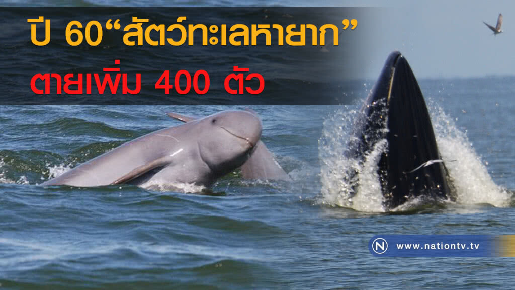 ปี 60 "สัตว์ทะเลหายาก"ตายเพิ่ม400ตัว