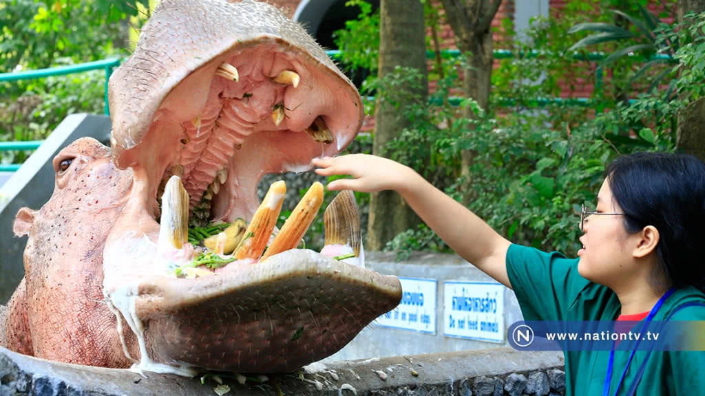 ป้อนอาหารฮิปโป