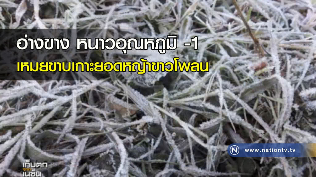 อ่างขาง หนาวอุณหภูมิ -1 เหมยขาบเกาะยอดหญ้าขาวโพลน อ่างขาง หนาวอุณหภูมิ -1 เหมยขาบเกาะยอดหญ้าขาวโพลน