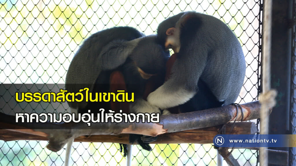 บรรดาสัตว์ในเขาดิน หาความอบอุ่นให้ร่างกาย บรรดาสัตว์ในเขาดิน หาความอบอุ่นให้ร่างกาย