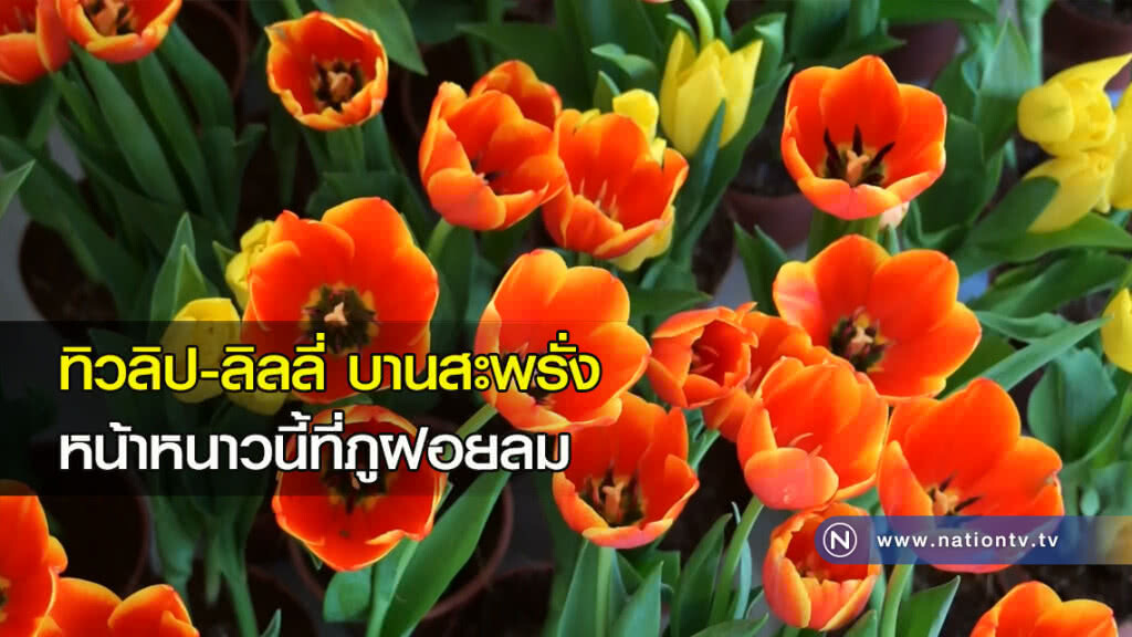 ทิวลิป-ลิลลี่ บานสะพรั่ง หน้าหนาวนี้ที่ภูฝอยลม ทิวลิป-ลิลลี่ บานสะพรั่ง หน้าหนาวนี้ที่ภูฝอยลม