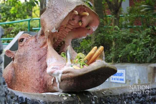 ป้อนอาหารฮิปโป