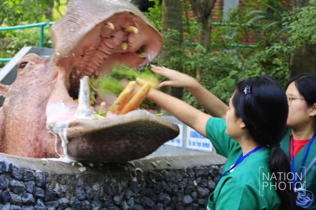 ป้อนอาหารฮิปโป