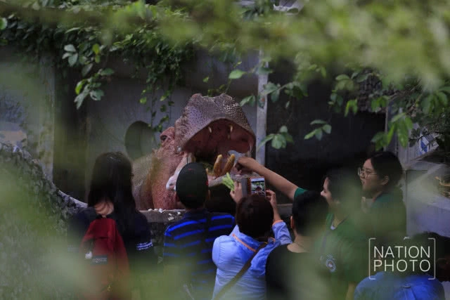 ป้อนอาหารฮิปโป