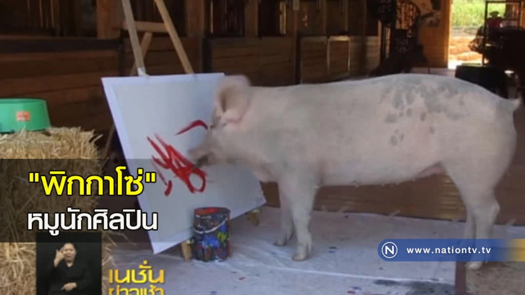 "พิกกาโซ่" หมูนักศิลปิน "พิกกาโซ่" หมูนักศิลปิน
