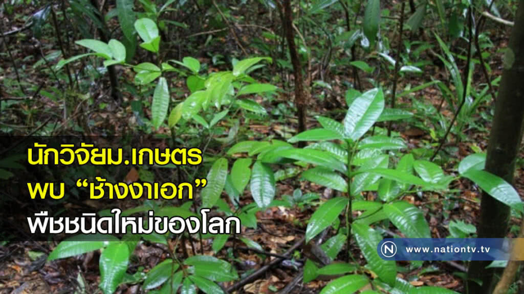 นักวิจัยม.เกษตร พบ "ช้างงาเอก" พืชชนิดใหม่ของโลก 
