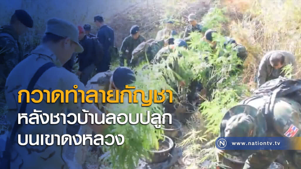 กวาดทำลายกัญชาหลังชาวบ้านลอบปลูกบนเขาดงหลวง กวาดทำลายกัญชาหลังชาวบ้านลอบปลูกบนเขาดงหลวง
