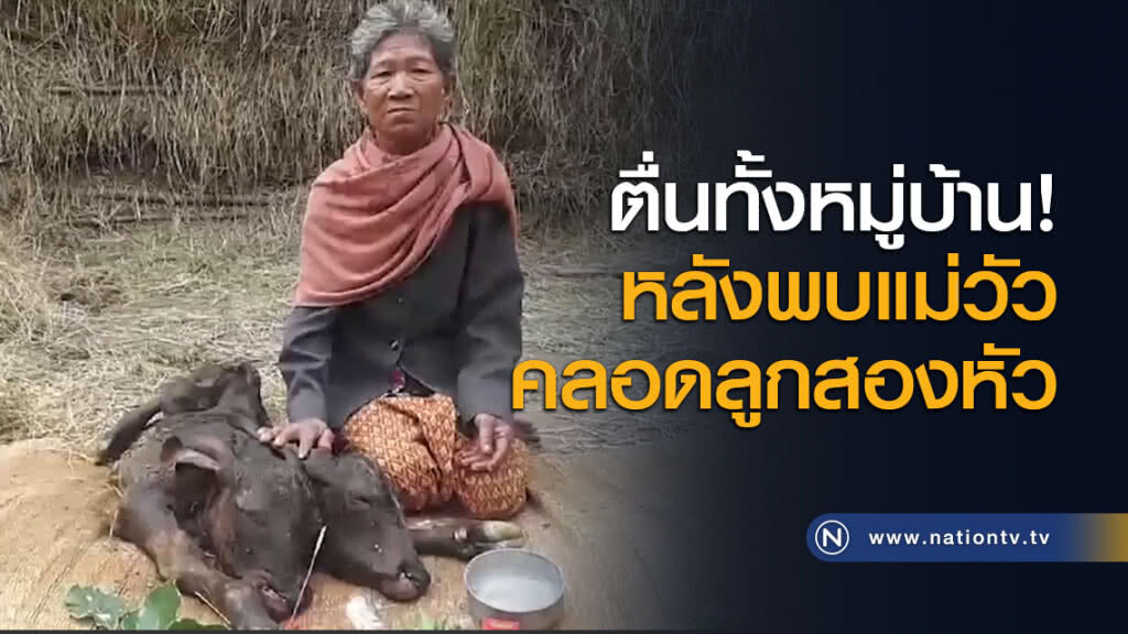 ตื่นทั้งหมู่บ้าน! หลังพบแม่วัวคลอดลูกสองหัว ตื่นทั้งหมู่บ้าน! หลังพบแม่วัวคลอดลูกสองหัว