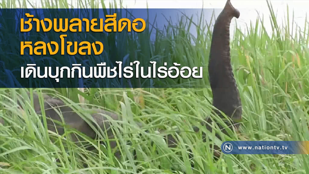 ช้างพลายสีดอหลงโขลงเดินบุกกินพืชไร่ในไร่อ้อย