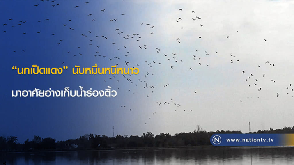 "นกเป็ดแดง" นับหมื่นหนีหนาวมาอาศัยอ่างเก็บน้ำร่องติ้ว "นกเป็ดแดง" นับหมื่นหนีหนาวมาอาศัยอ่างเก็บน้ำร่องติ้ว