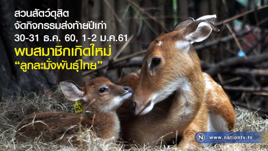 สวนสัตว์ดุสิต จัดกิจกรรมส่งท้ายปีเก่า
30-31 ธ.ค.60,1-2 ม.ค.61
พบสมาชิกเกิดใหม่ "ลูกละมั่งพันธุ์ไทย" สวนสัตว์ดุสิต จัดกิจกรรมส่งท้ายปีเก่า
30-31 ธ.ค.60,1-2 ม.ค.61
พบสมาชิกเกิดใหม่ "ลูกละมั่งพันธุ์ไทย"