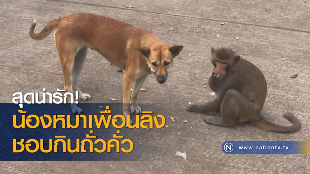 สุดน่ารัก! น้องหมาเพื่อนลิงชอบกินถั่วคั่ว สุดน่ารัก! น้องหมาเพื่อนลิงชอบกินถั่วคั่ว