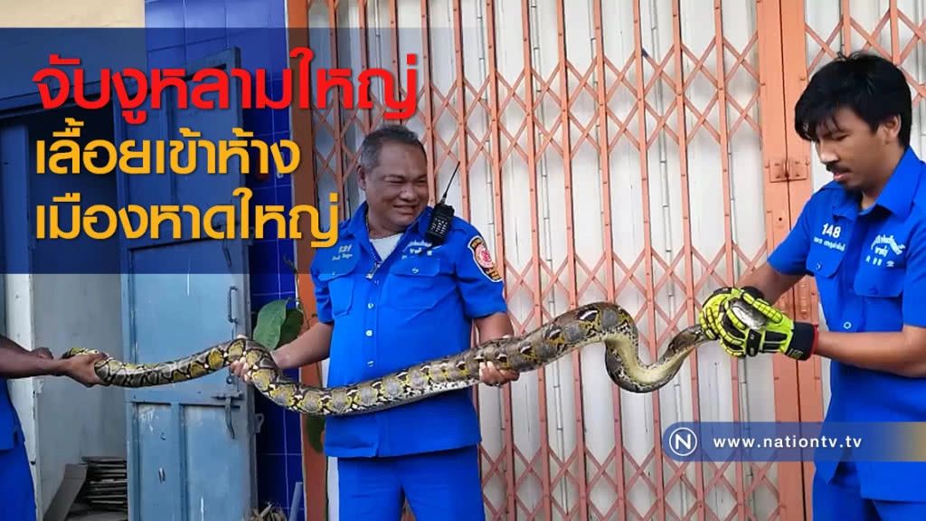 จับงูหลามใหญ่เลื้อยเข้าห้างเมืองหาดใหญ่