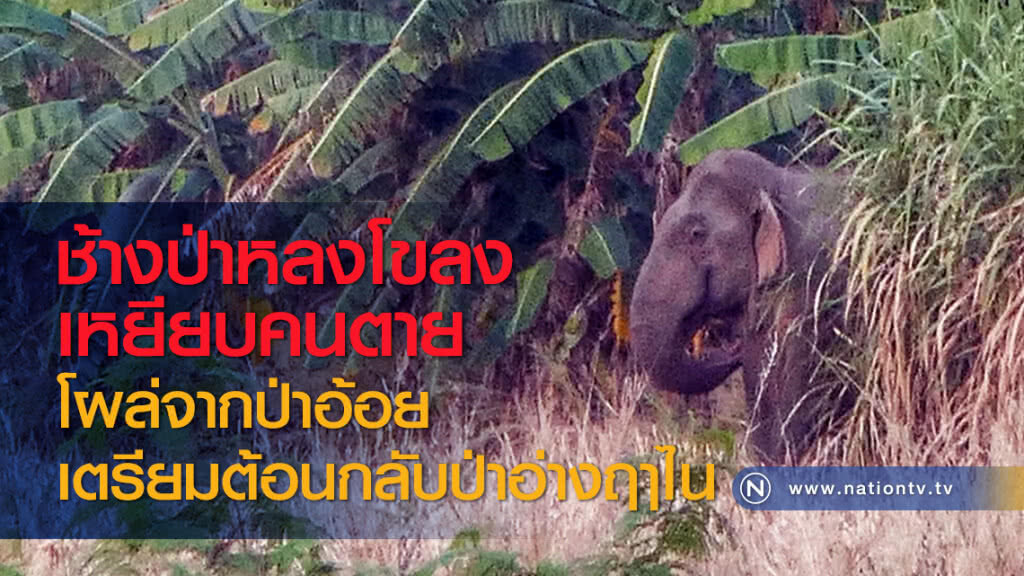 ช้างป่าหลงโขลงเหยียบคนตายโผล่จากป่าอ้อย เตรียมต้อนกลับป่าอ่างฤาไน