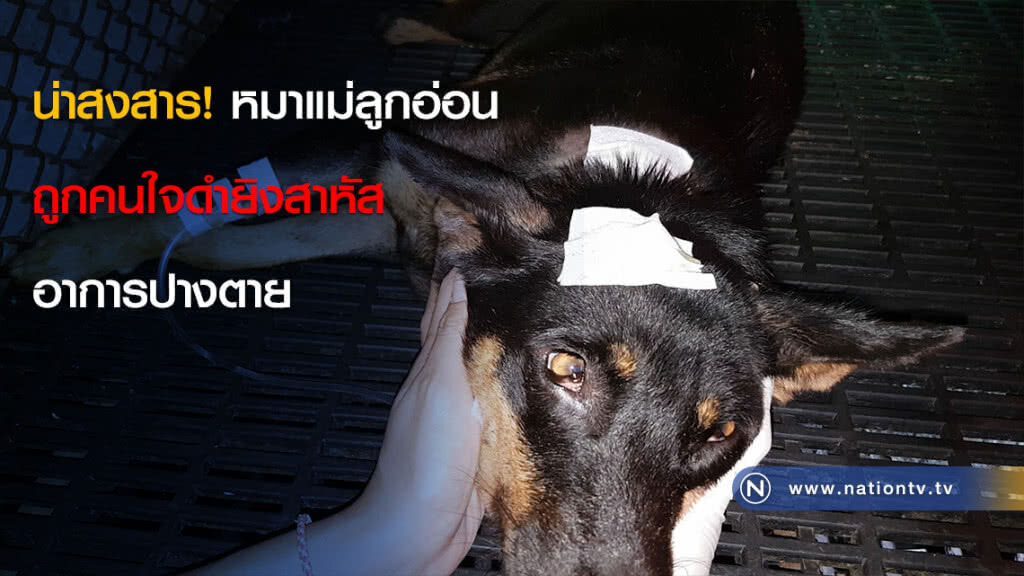 พบหมาแม่ลูกอ่อนถูกยิงสาหัส พบหมาแม่ลูกอ่อนถูกยิงสาหัส