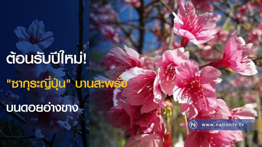 ต้อนรับปีใหม่! "ซากุระญี่ปุ่น" บานสะพรั่งบนดอยอ่างขาง