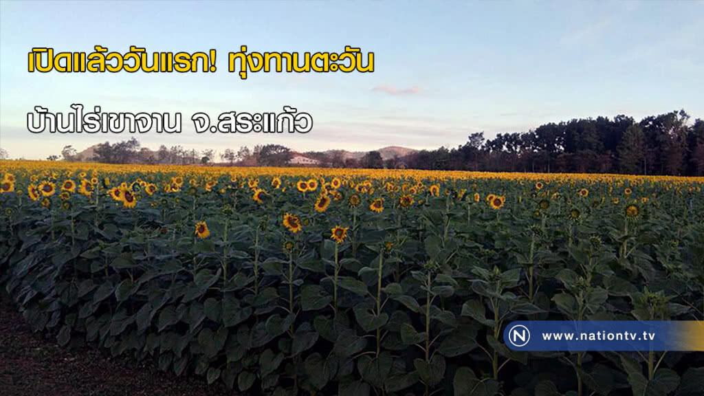 เปิดแล้ววันแรก !! ทุ่งทานตะวัน บ้านไร่เขาจาน จ.สระแก้ว เปิดแล้ววันแรก !! ทุ่งทานตะวัน บ้านไร่เขาจาน จ.สระแก้ว