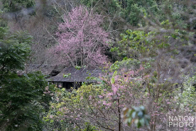 (ภาพชุด)พญาเสือโคร่งขุนช่างเคี่ยนเริ่มบาน