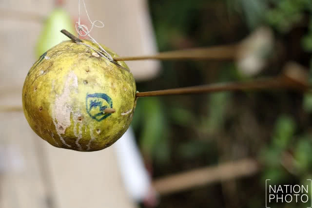 ยิงหน้าไม้แบบโบราณของชาวม้ง ภูมิปัญญาที่สืบทอดกันมารุ่นต่อรุ่น