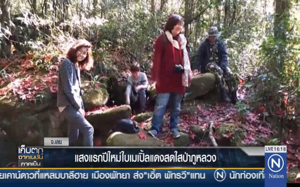 แสงแรกปีใหม่ ใบเมเปิ้ลแดงสดใสภูหลวง แสงแรกปีใหม่ ใบเมเปิ้ลแดงสดใสภูหลวง