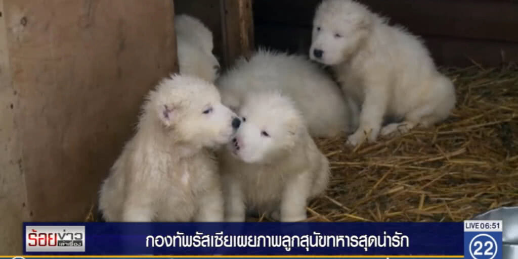 กองทัพรัสเซีย เผยคลิปลูกสุนัขทหารสุดน่ารัก