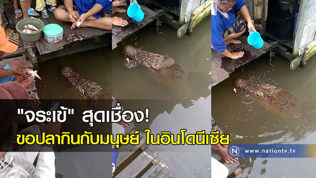 "จระเข้" สุดเชื่อง! ขอปลากินกับมนุษย์ ในอินโดนีเซีย "จระเข้" สุดเชื่อง! ขอปลากินกับมนุษย์ ในอินโดนีเซีย