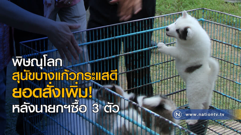 พิษณุโลก สุนัขบางแก้วกระแสดี ยอดสั่งเพิ่มหลังนายกฯซื้อ 3 ตัว