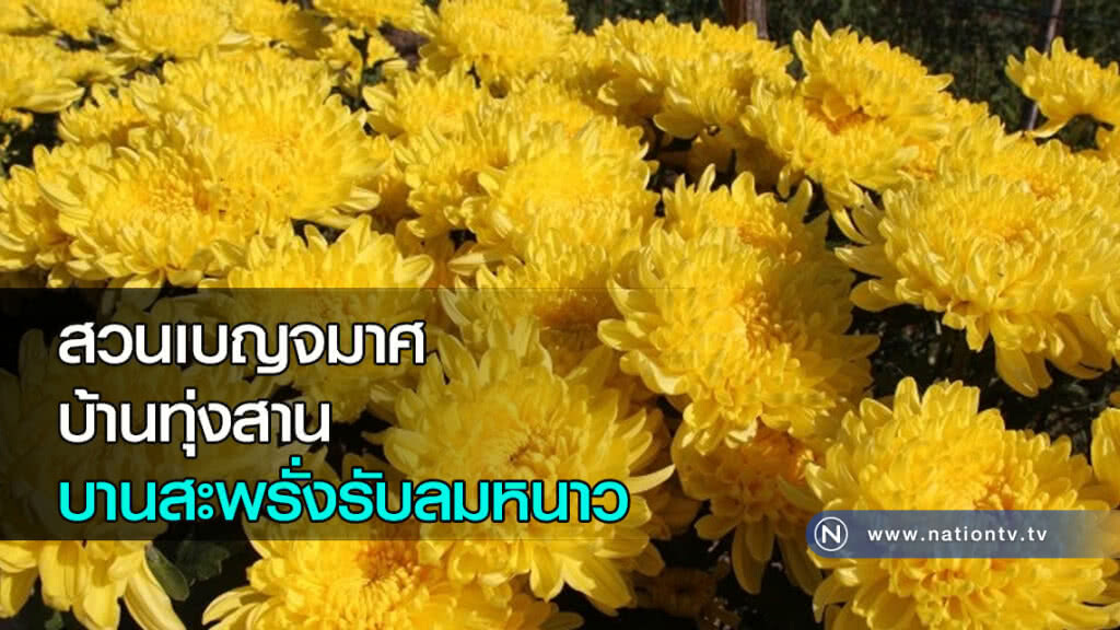 สวนเบญจมาศบ้านทุ่งสานบานสะพรั่งรับลมหนาว สวนเบญจมาศบ้านทุ่งสานบานสะพรั่งรับลมหนาว