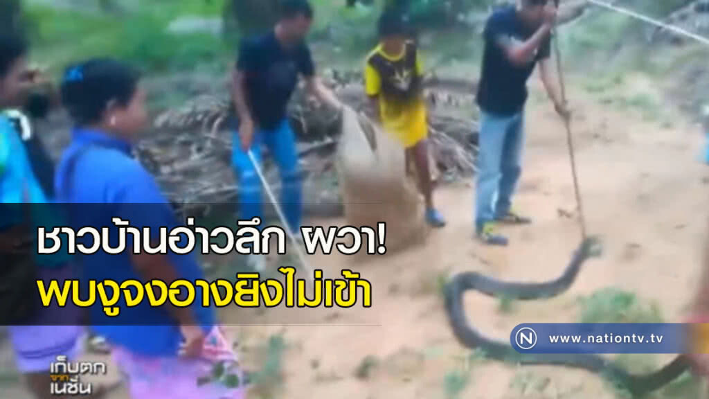 ชาวบ้านอ่าวลึก ผวา!....พบงูจงอางยิงไม่เข้า ชาวบ้านอ่าวลึก ผวา!....พบงูจงอางยิงไม่เข้า