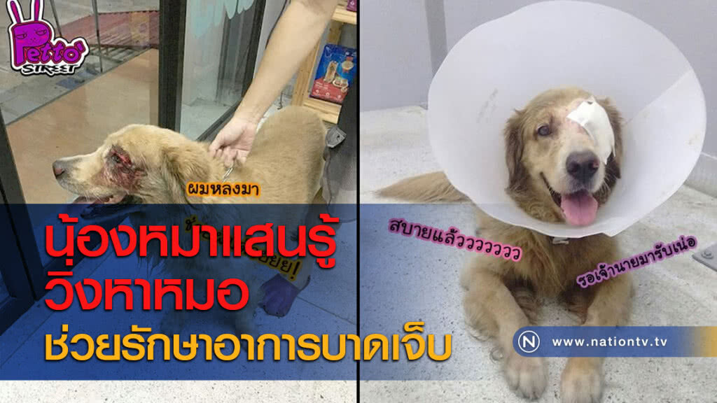 น้องหมาแสนรู้วิ่งหาหมอช่วยรักษาอาการบาดเจ็บ น้องหมาแสนรู้วิ่งหาหมอช่วยรักษาอาการบาดเจ็บ