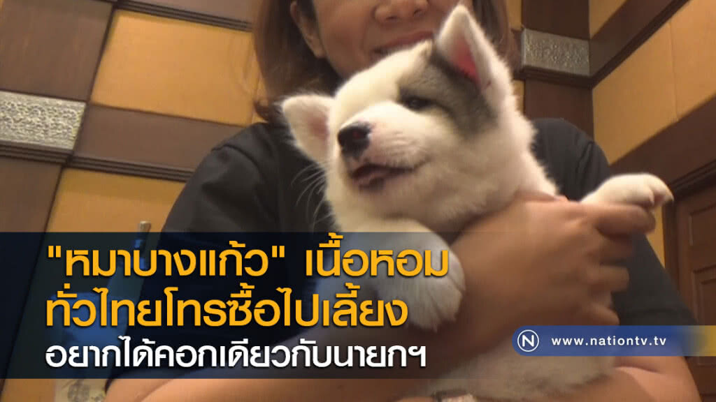 "หมาบางแก้ว" เนื้อหอมทั่วไทยโทรซื้อไปเลี้ยงอยากได้คอกเดียวกับนายกฯ