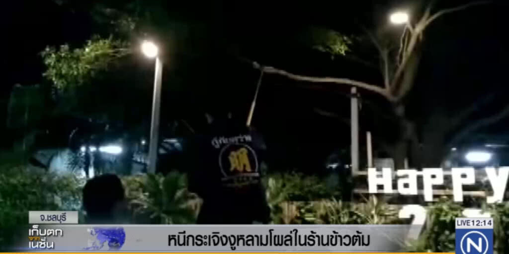 หนีกระเจิงงูหลามโผล่ในร้านข้าวต้ม หนีกระเจิงงูหลามโผล่ในร้านข้าวต้ม