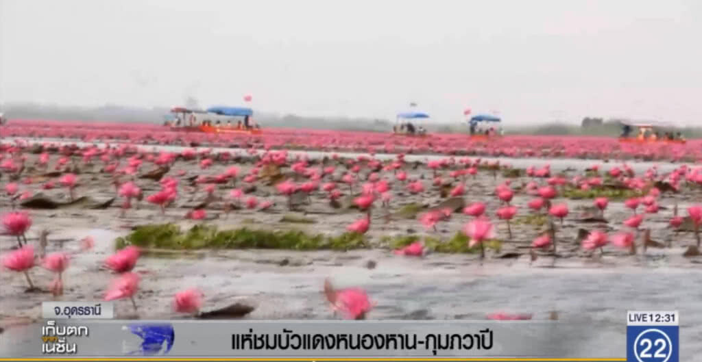 แห่ชมบัวแดงหนองหาน-กุมภวาปี