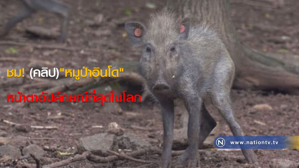 ชม! (คลิป)"หมูป่าอินโด" หน้าตาอัปลักษณ์ที่สุดในโลก ชม! (คลิป)"หมูป่าอินโด" หน้าตาอัปลักษณ์ที่สุดในโลก