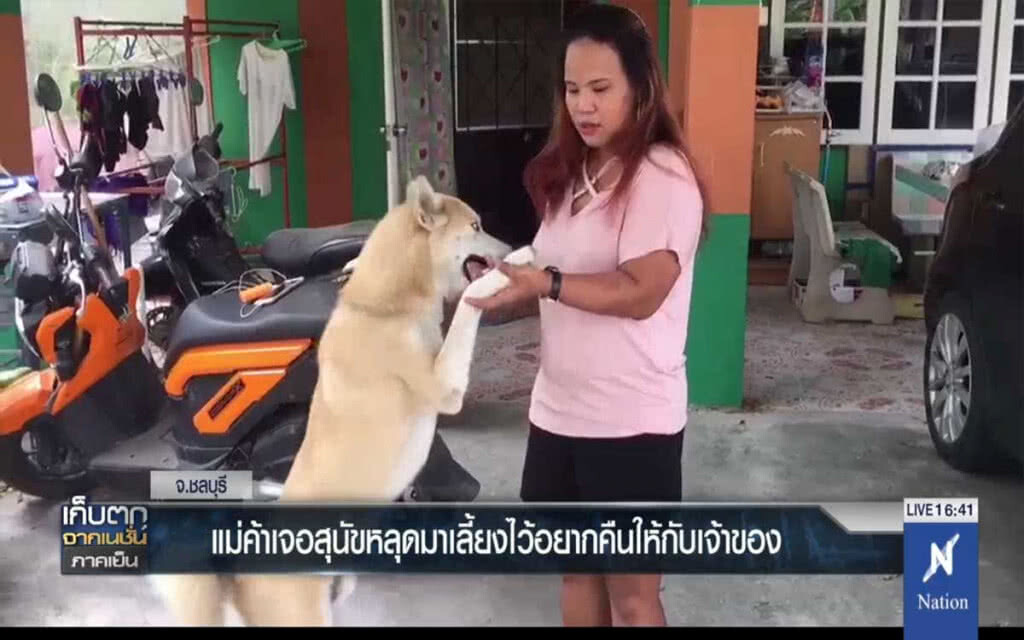 แม่ค้าขายข้าวแกงเจอสุนัขพันธุ์ไซบีเรียหลุดมาเลี้ยงไว้อยากคืนให้กับเจ้าของ