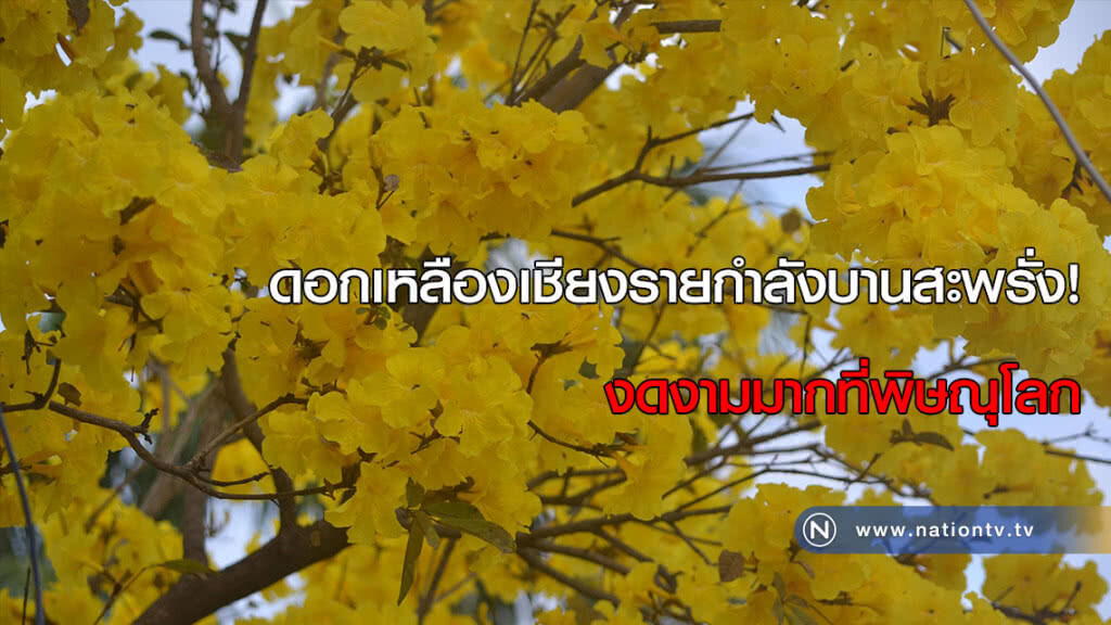 ดอกเหลืองเชียงรายกำลังบานสะพรั่ง! งดงามมากที่พิษณุโลก ดอกเหลืองเชียงรายกำลังบานสะพรั่ง! งดงามมากที่พิษณุโลก