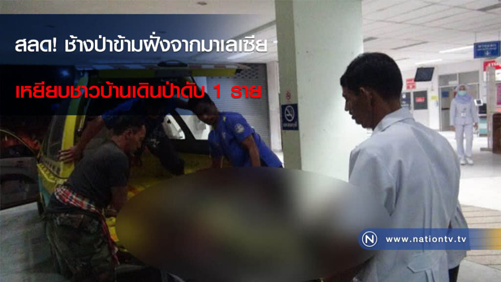 สลด! ช้างป่าข้ามฝั่งจากมาเลเซียเหยียบชาวบ้านเดินป่าดับ 1 ราย สลด! ช้างป่าข้ามฝั่งจากมาเลเซียเหยียบชาวบ้านเดินป่าดับ 1 ราย