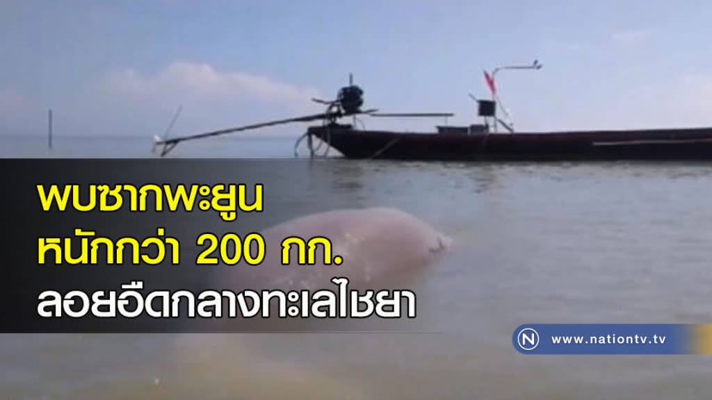 พบซากพะยูน หนักกว่า 200 กก.ลอยอืดกลางทะเลไชยา